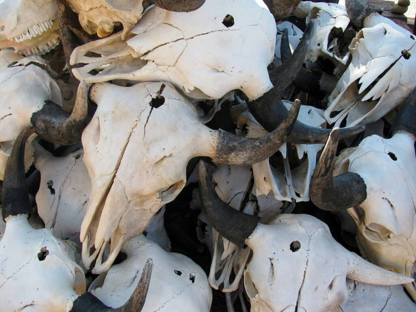 米国アリゾナ州の工芸品店で販売のための弾丸穴を持つ牛の頭蓋骨のlの山. - 写真・画像