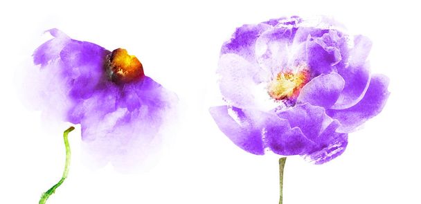 Watercolor flowers , isolated on white background - Fotó, kép