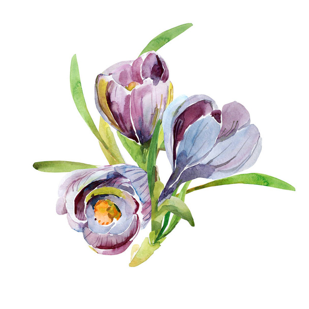 Crocus bouquet pattern.Watercolor image on a white and colored background.Pattern - Photo, Image