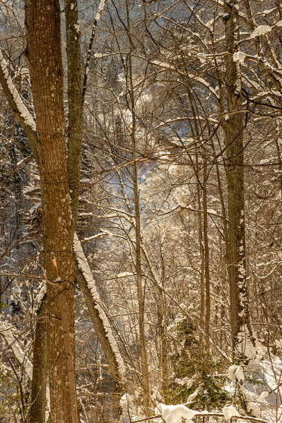 Μαγικό δάσος χειμώνα με δέντρα κάτω από το χιόνι. ηλιόλουστη μέρα στη χώρα - Φωτογραφία, εικόνα