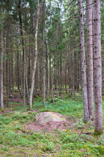 grote stenen in het wild bos met mos en scheuren uit de tijd - Foto, afbeelding