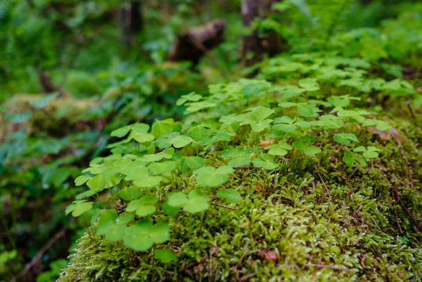grüner Wald mit Blättern, Laub und Buschstruktur in sommerlicher Natur - Foto, Bild