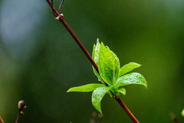 nedves tavaszi fa levelek semleges zöld homályos háttér. kerti jelenet - Fotó, kép