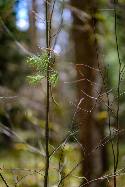 ramas de árboles pequeños en primavera sobre fondo borroso neutro. resumen con hojas verdes frescas - Foto, Imagen