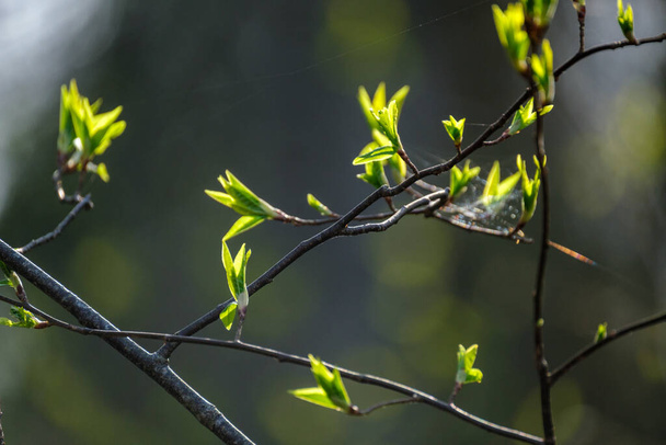 ramas de árboles pequeños en primavera sobre fondo borroso neutro. resumen con hojas verdes frescas - Foto, Imagen