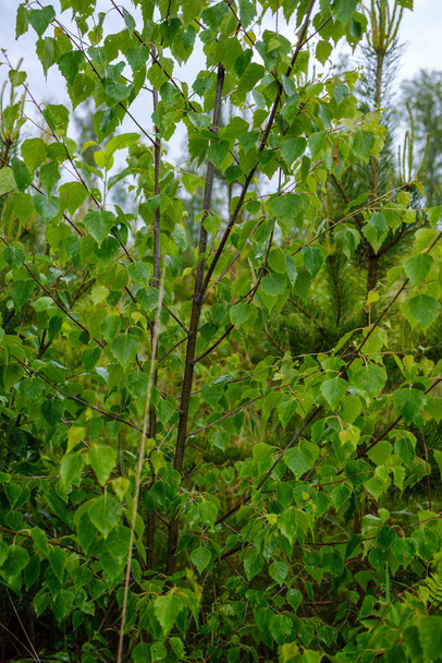 зеленый лес пышный с листьями, листвы и кустарниковой текстуры в летней природе - Фото, изображение
