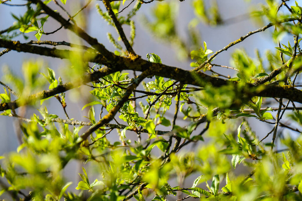 small tree branches in spring on neutral blur background. abstract with fresh green leaves - Photo, Image
