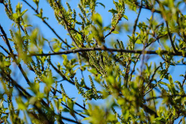 kleine boomtakken in het voorjaar op neutrale wazige achtergrond. abstract met frisse groene bladeren - Foto, afbeelding