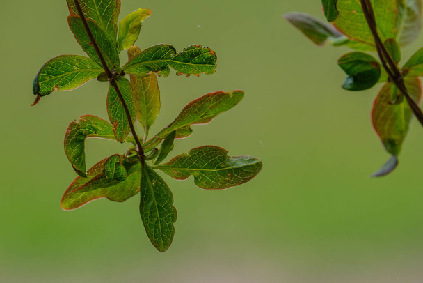 wet spring tree leaves on neutral green blur background. garden scene - Photo, Image