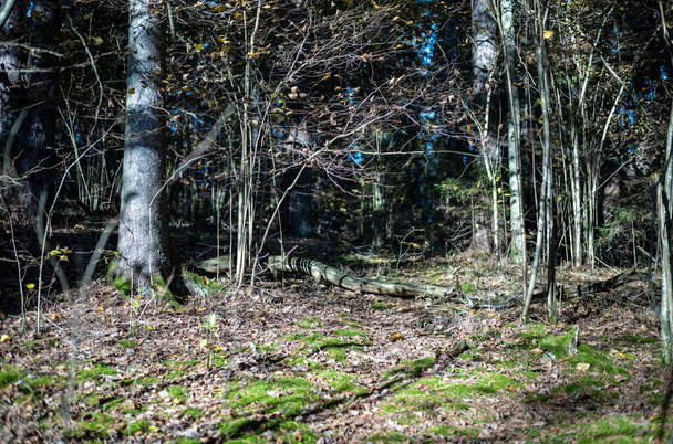 tmavý podzimní les s kmeny stromů bez listů v hnědých tónech - Fotografie, Obrázek