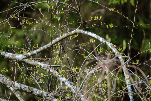 kis faágak tavasszal semleges homályos háttérrel. elvont friss zöld levelekkel - Fotó, kép