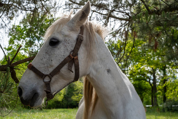 Porträt eines schönen weißen Pferdes - Foto, Bild
