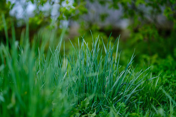 groene zomerweide abstracte textuur met bloemen en gras - Foto, afbeelding