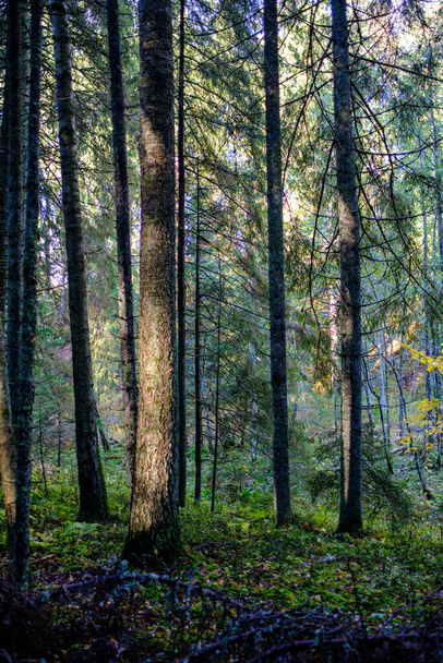 dunkler Herbstwald mit Baumstämmen ohne Blätter in Brauntönen - Foto, Bild