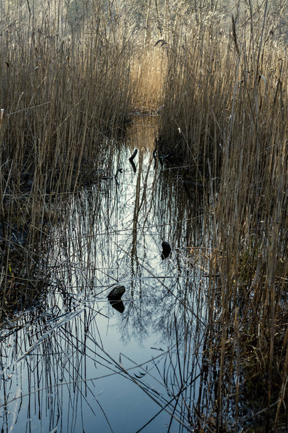 krajina les řeka s modrou vodou a skály na břehu s jarní vegetací - Fotografie, Obrázek