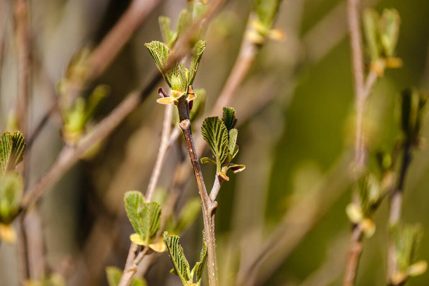 kis faágak tavasszal semleges homályos háttérrel. elvont friss zöld levelekkel - Fotó, kép