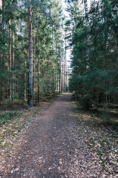 красивая пешеходная дорожка в весеннем лесу. деревья без листьев - Фото, изображение
