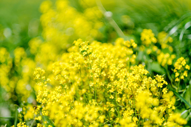 Verde verano pradera textura abstracta con flores y hierba - Foto, imagen