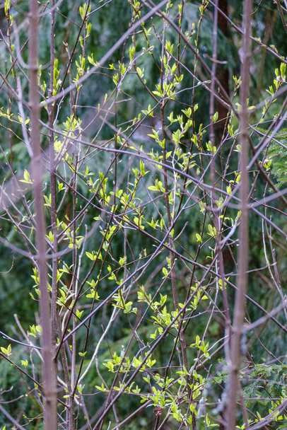 kleine Äste im Frühling auf neutralem, unscharfen Hintergrund. abstrakt mit frischen grünen Blättern - Foto, Bild