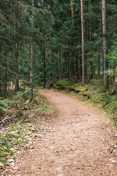 hermoso camino de grava sendero en el bosque de primavera. árboles sin hojas - Foto, Imagen