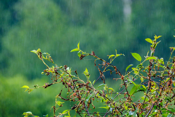 mokré jarní listy na neutrálním zeleném rozmazaném pozadí. zahradní scéna - Fotografie, Obrázek