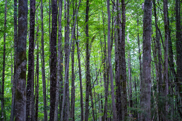 темно-зеленый бук стоять growe текстуры в летнем лесу. Дерево стволы в тени - Фото, изображение