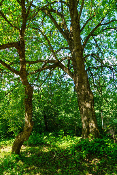 πράσινο δάσος πλούσιο με φύλλα, φύλλωμα και υφή θάμνου στη φύση του καλοκαιριού - Φωτογραφία, εικόνα