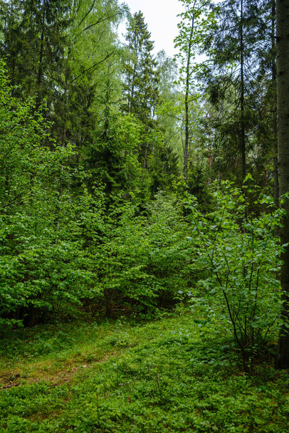 πράσινο δάσος πλούσιο με φύλλα, φύλλωμα και υφή θάμνου στη φύση του καλοκαιριού - Φωτογραφία, εικόνα