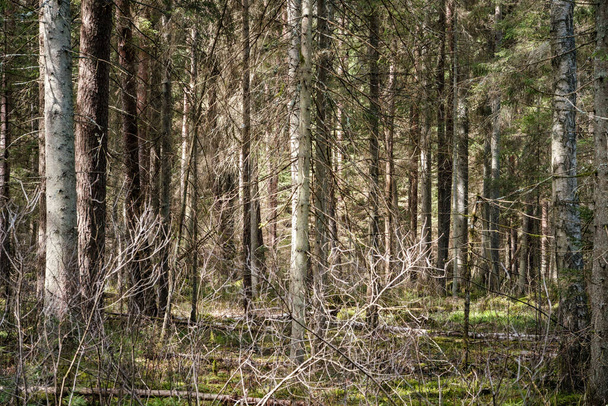 albero tronco testurizzato sfondo nella foresta primaverile con colori bleech - Foto, immagini