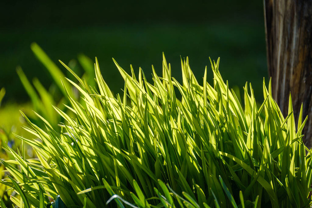 зеленый летний луг абстрактная текстура с цветами и травой - Фото, изображение