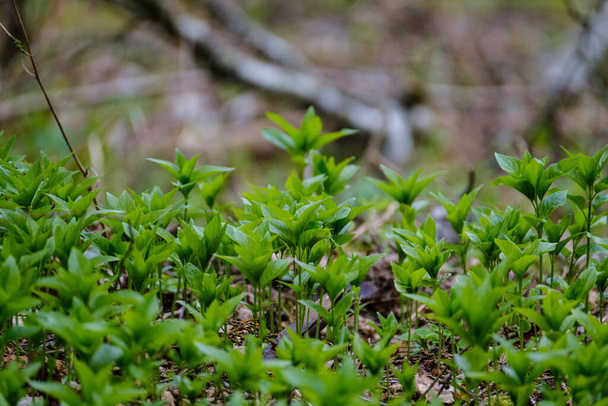 зелений літній луг абстрактна текстура з квітами і травою
 - Фото, зображення