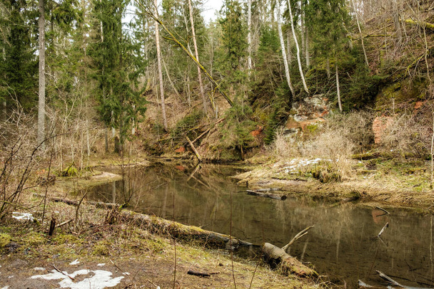 skały piaskowcowe na brzegu leśnej rzeki Gauja na Łotwie. - Zdjęcie, obraz