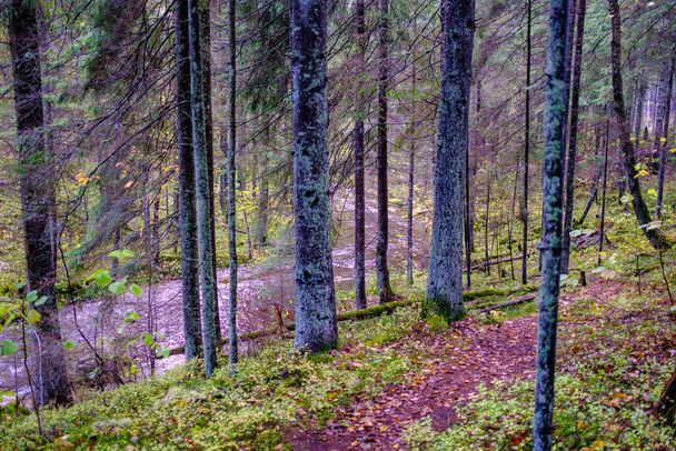 tmavý podzimní les s kmeny stromů bez listů v hnědých tónech - Fotografie, Obrázek