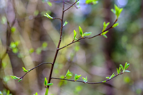 petites branches d'arbres au printemps sur fond de flou neutre. abstrait avec des feuilles vertes fraîches - Photo, image