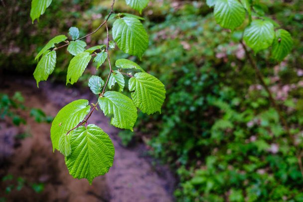 hojas de árboles húmedos de primavera sobre fondo borroso verde neutro. escena del jardín - Foto, Imagen