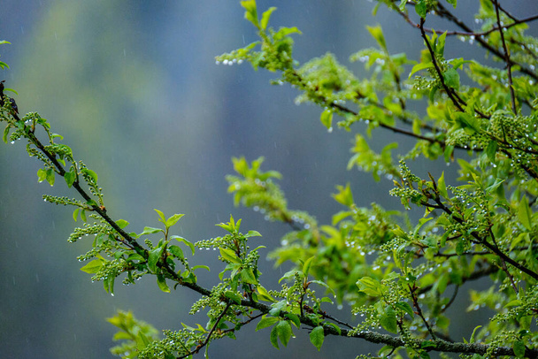 nasse Frühlingsbaumblätter auf neutralem, grünem Hintergrund. Gartenszene - Foto, Bild