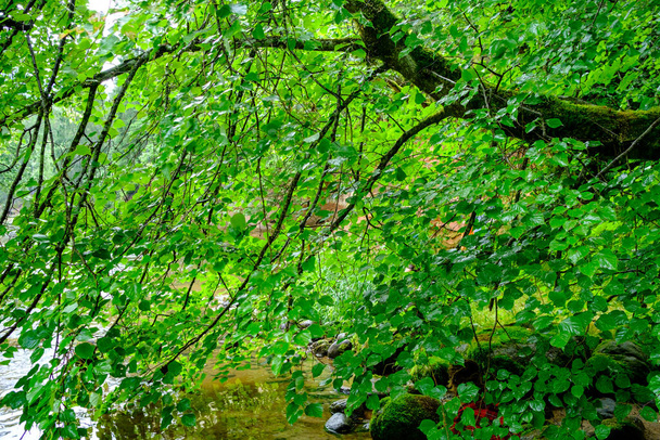 bosque verde exuberante con hojas, follaje y textura de arbusto en la naturaleza de verano - Foto, Imagen