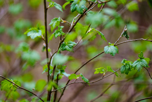 small tree branches in spring on neutral blur background. abstract with fresh green leaves - Foto, imagen