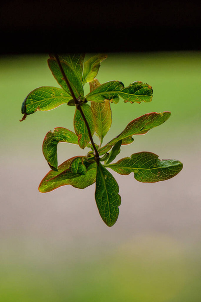 влажные листья весеннего дерева на нейтральном зеленом фоне размытия. сад сцена - Фото, изображение