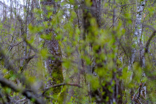 pequenos galhos de árvore na primavera no fundo borrão neutro. resumo com folhas verdes frescas - Foto, Imagem