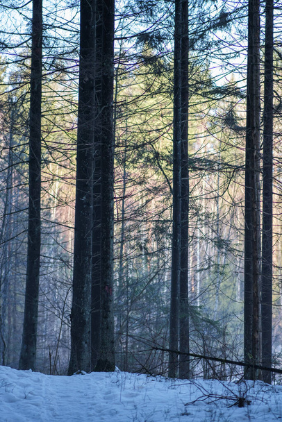 Baumstammmauer im Winterwald mit Schnee bedeckt und Sonne scheint durch Äste - Foto, Bild