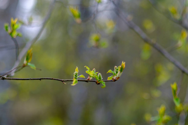 pequenos galhos de árvore na primavera no fundo borrão neutro. resumo com folhas verdes frescas - Foto, Imagem