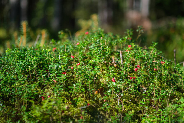 красная брусника на зеленом лесном дне в летней листве - Фото, изображение
