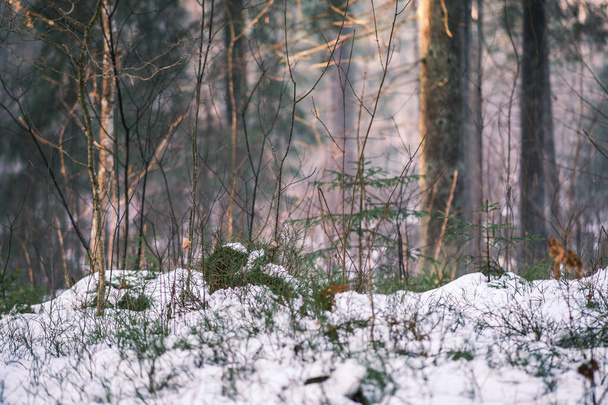 Деревянная стена в зимнем лесу, покрытая снегом и солнцем, светящимся сквозь ветви - Фото, изображение