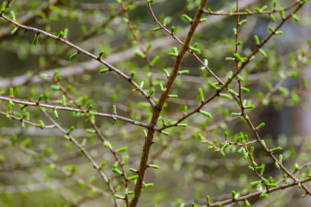 μικρά κλαδιά δέντρων την άνοιξη σε ουδέτερο θολό φόντο. αφηρημένη με φρέσκα πράσινα φύλλα - Φωτογραφία, εικόνα