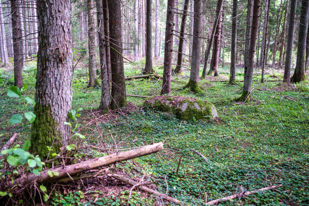 velké kameny v divokém lese s mechem a prasklinami od času - Fotografie, Obrázek