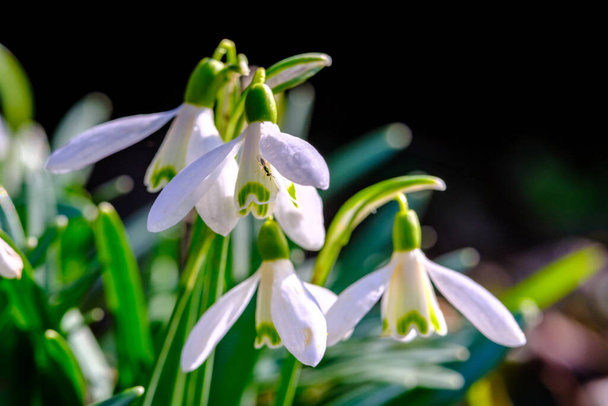 緑の草原を背景に白い小さな春の花を咲かせ - 写真・画像