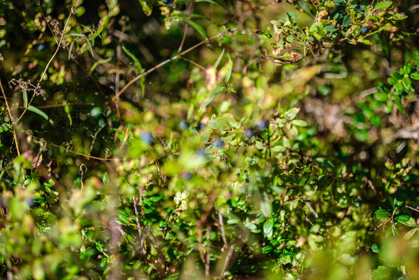 borówki czerwone w zielonym leśnym łóżku w liściach letnich - Zdjęcie, obraz