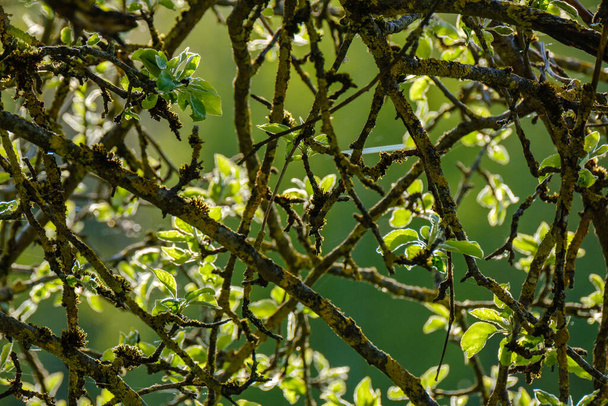 небольшие ветки деревьев весной на нейтральном фоне размытия. абстрактные со свежими зелеными листьями - Фото, изображение