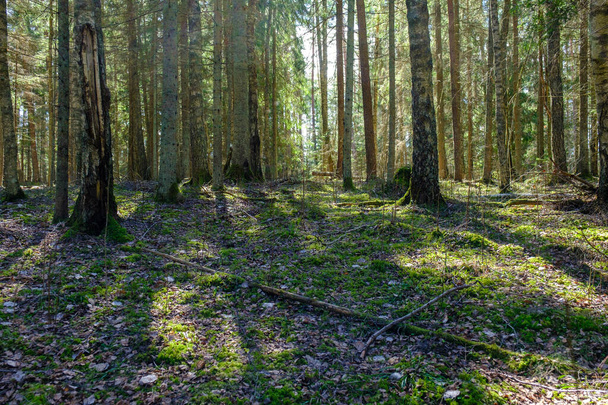 tronco de árbol texturizado fondo en bosque de primavera con colores blanqueados - Foto, Imagen